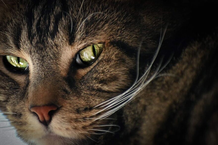 I Photograph My Cats And Other Cats In My Life I Photograph My Cats And Other Cats In My Life