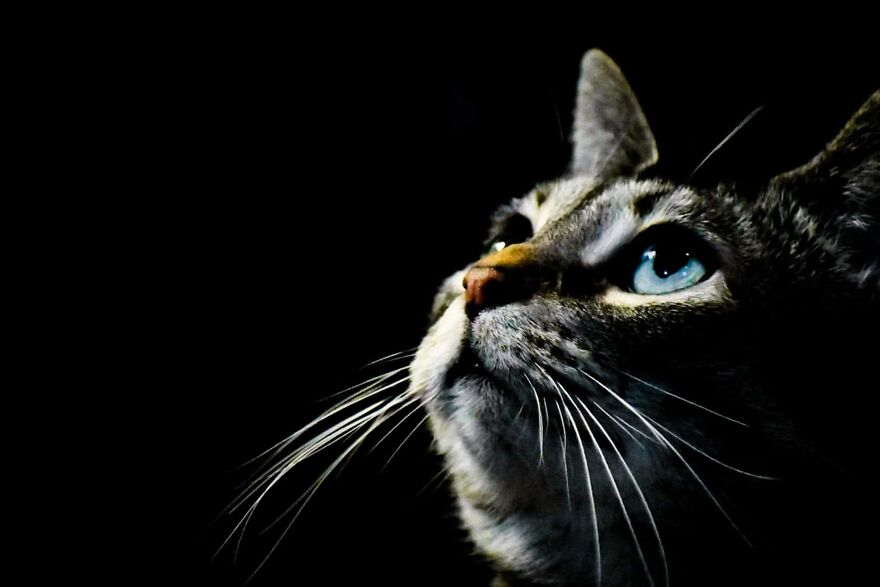 I Photograph My Cats And Other Cats In My Life I Photograph My Cats And Other Cats In My Life