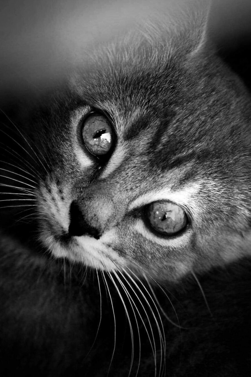 I Photograph My Cats And Other Cats In My Life I Photograph My Cats And Other Cats In My Life