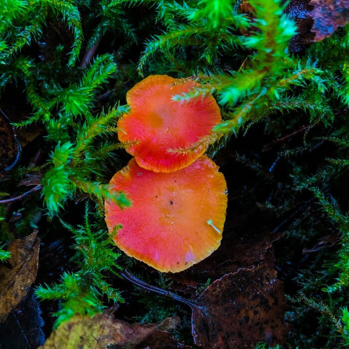 Under The Influence Of Mushrooms Under The Influence Of Mushrooms