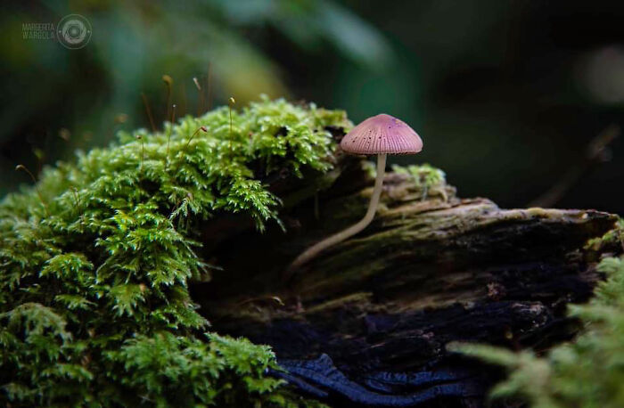 Under The Influence Of Mushrooms Under The Influence Of Mushrooms