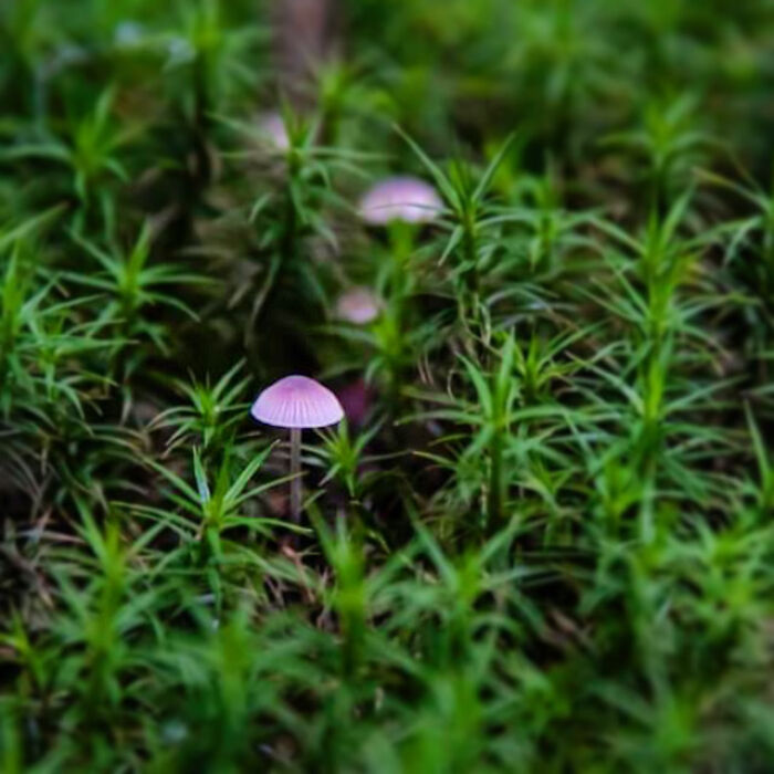 Under The Influence Of Mushrooms Under The Influence Of Mushrooms