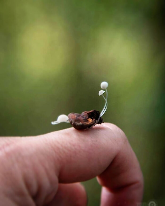 Under The Influence Of Mushrooms Under The Influence Of Mushrooms