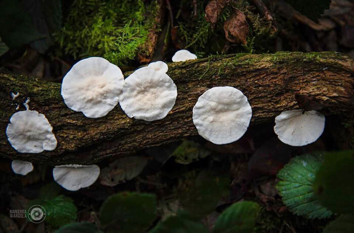 Under The Influence Of Mushrooms Under The Influence Of Mushrooms