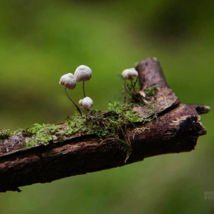 Under The Influence Of Mushrooms Under The Influence Of Mushrooms