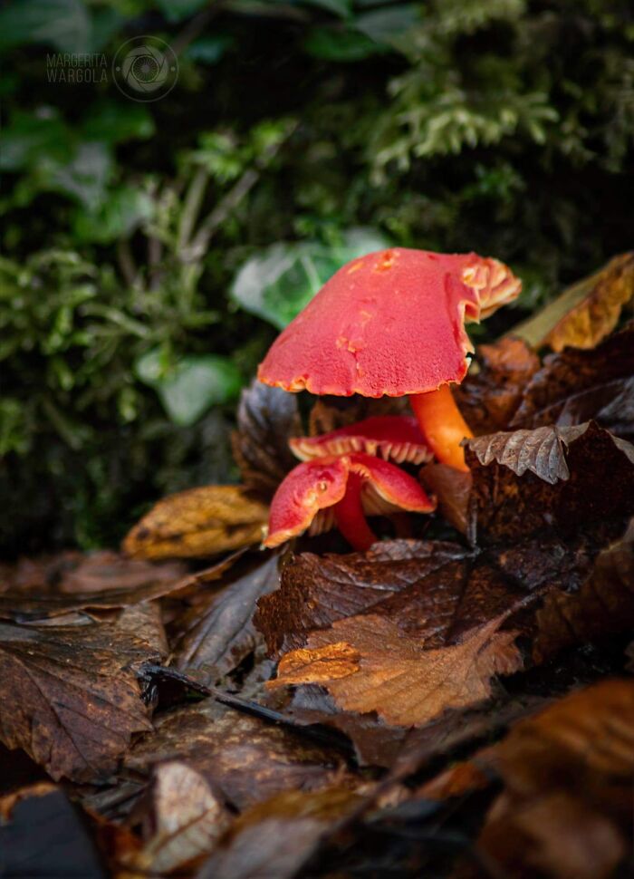 Under The Influence Of Mushrooms Under The Influence Of Mushrooms