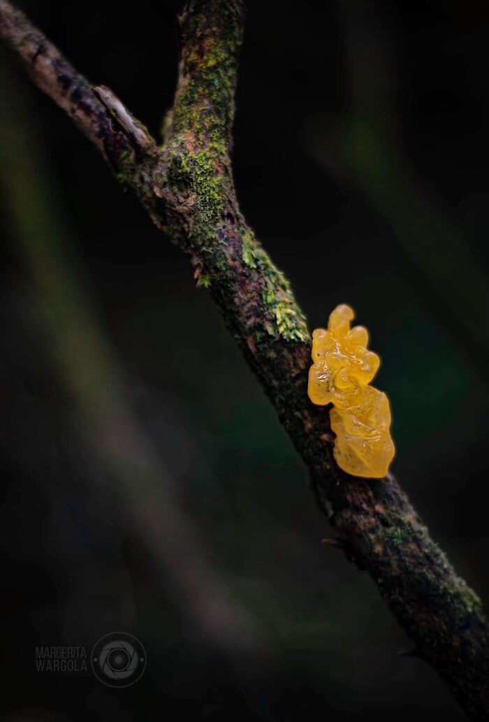 Under The Influence Of Mushrooms Under The Influence Of Mushrooms