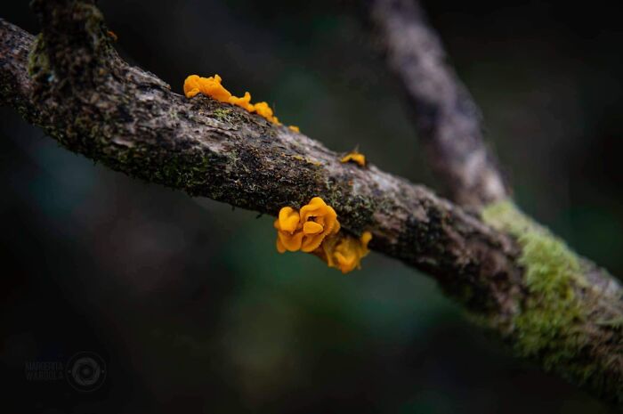 Under The Influence Of Mushrooms Under The Influence Of Mushrooms