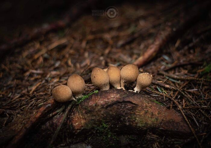 Under The Influence Of Mushrooms Under The Influence Of Mushrooms
