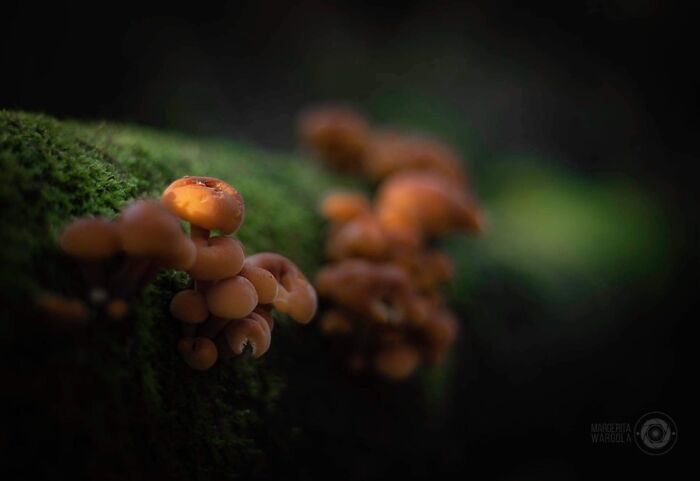 Under The Influence Of Mushrooms Under The Influence Of Mushrooms