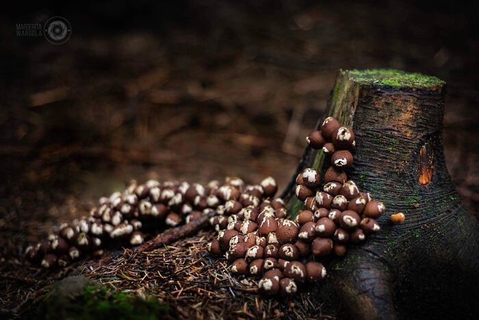 Under The Influence Of Mushrooms Under The Influence Of Mushrooms