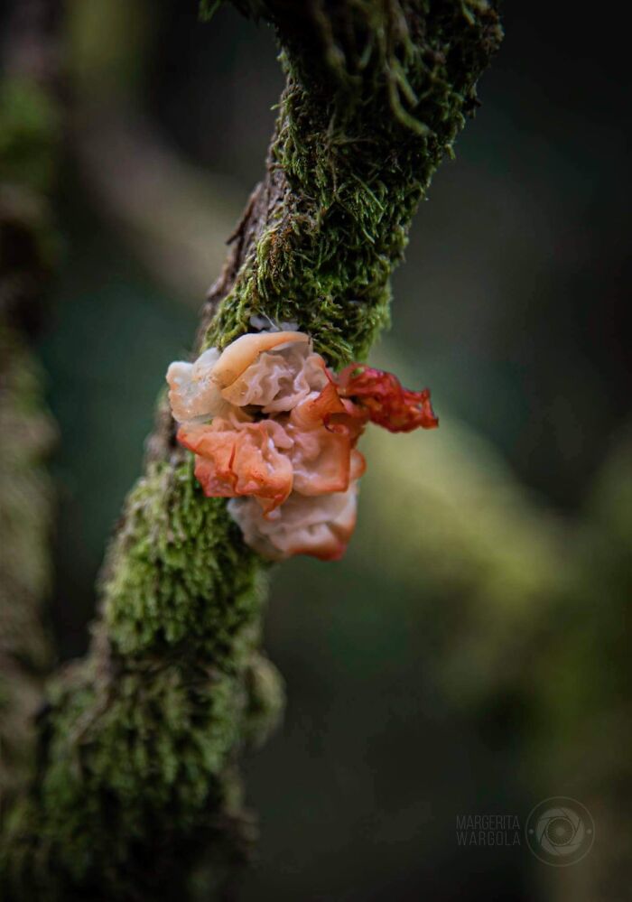 Under The Influence Of Mushrooms Under The Influence Of Mushrooms