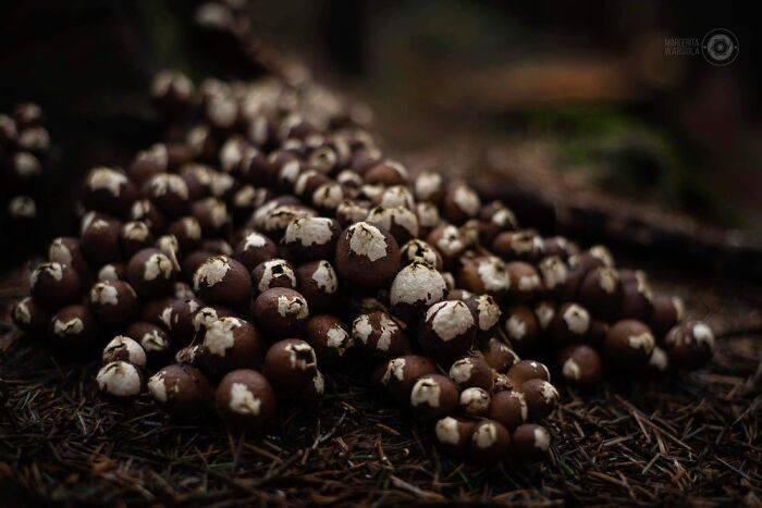 Under The Influence Of Mushrooms Under The Influence Of Mushrooms