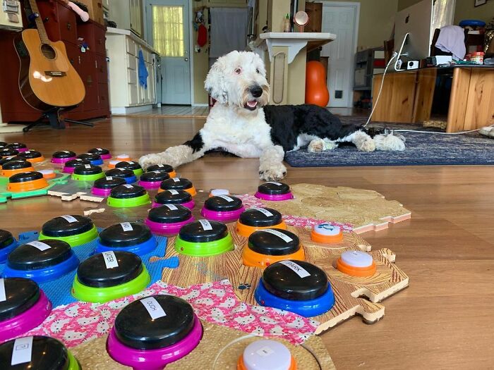 TikTok User Teaches Their Dog To Talk Using Buttons, Gets Surprised When She Asks Who She Is TikTok User Teaches Their Dog To Talk Using Buttons, Gets Surprised When She Asks Who She Is