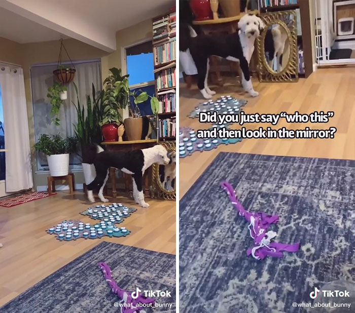 TikTok User Teaches Their Dog To Talk Using Buttons, Gets Surprised When She Asks Who She Is TikTok User Teaches Their Dog To Talk Using Buttons, Gets Surprised When She Asks Who She Is