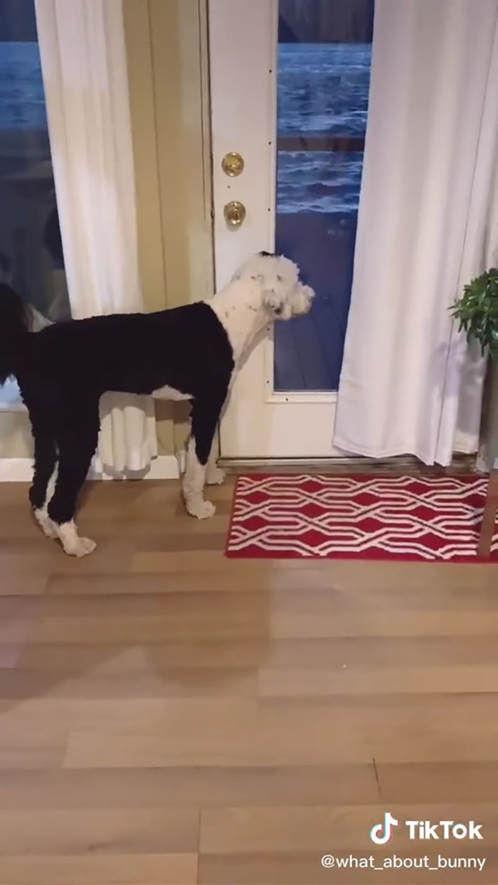 TikTok User Teaches Their Dog To Talk Using Buttons, Gets Surprised When She Asks Who She Is TikTok User Teaches Their Dog To Talk Using Buttons, Gets Surprised When She Asks Who She Is