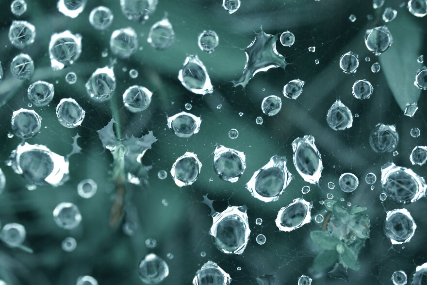 I Captured These 34 Macro Photos Of Flora And Fauna