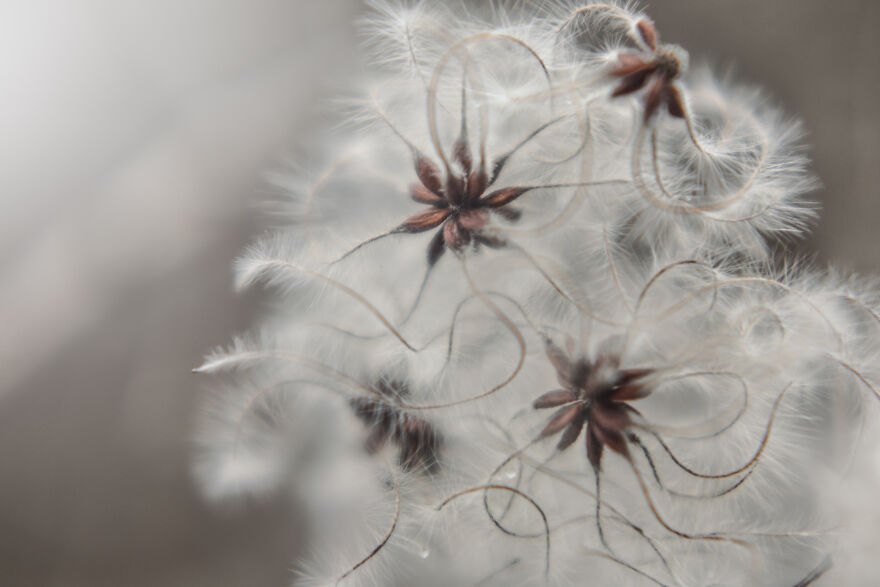 I Captured These 34 Macro Photos Of Flora And Fauna