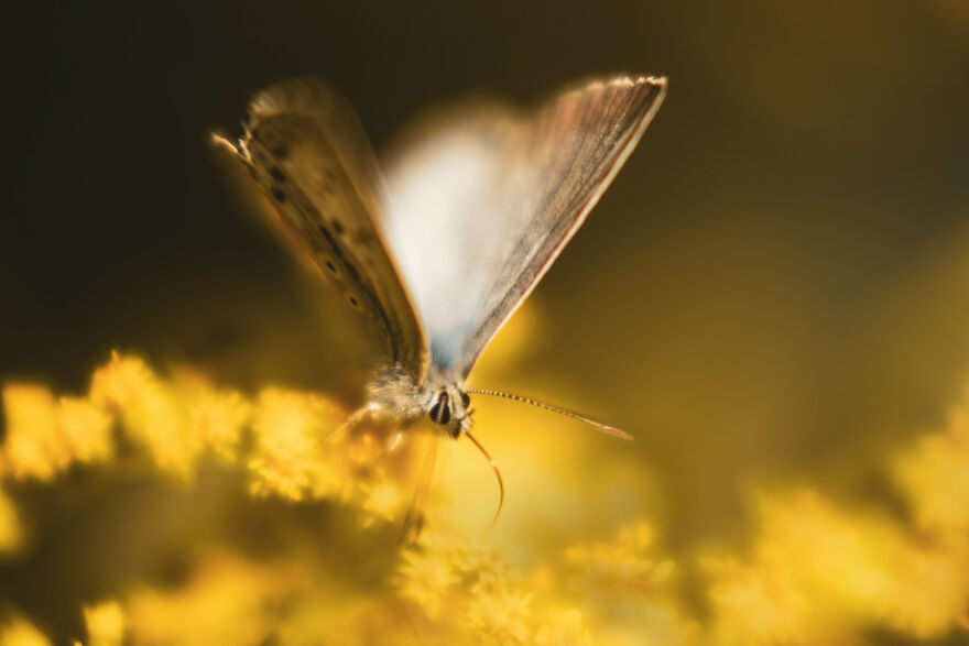 I Captured These 34 Macro Photos Of Flora And Fauna