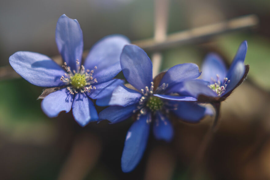 I Captured These 34 Macro Photos Of Flora And Fauna