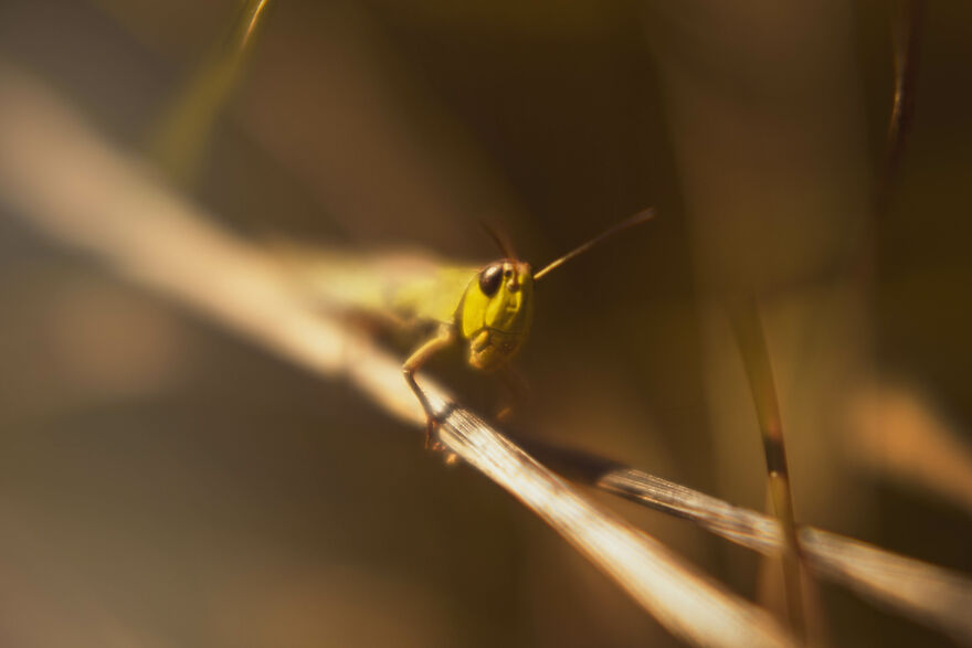 I Captured These 34 Macro Photos Of Flora And Fauna
