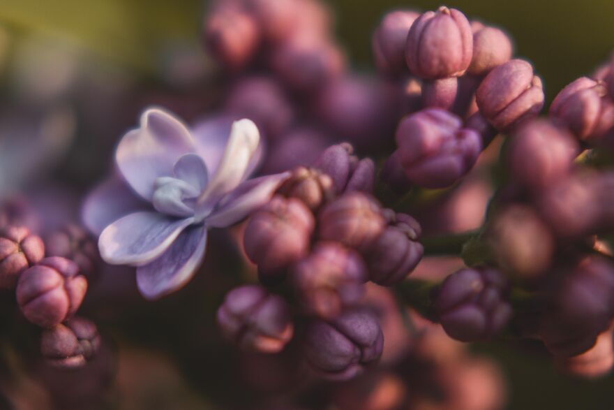 I Captured These 34 Macro Photos Of Flora And Fauna