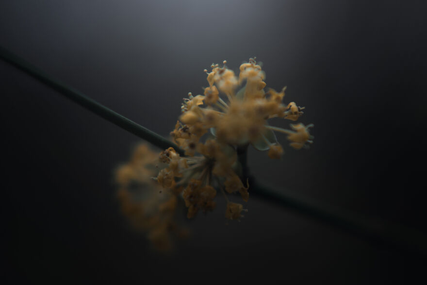 I Captured These 34 Macro Photos Of Flora And Fauna