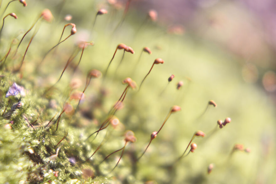 I Captured These 34 Macro Photos Of Flora And Fauna