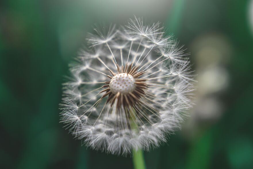 I Captured These 34 Macro Photos Of Flora And Fauna