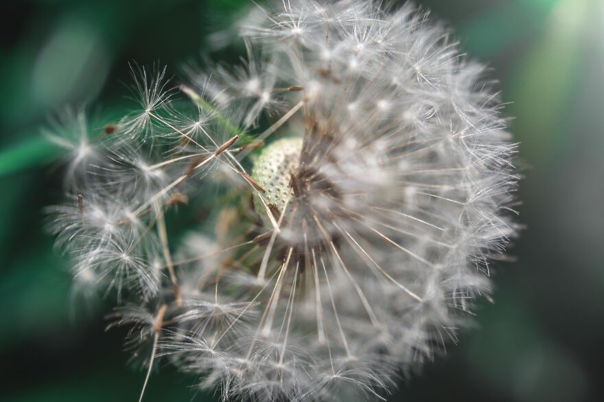 I Captured These 34 Macro Photos Of Flora And Fauna