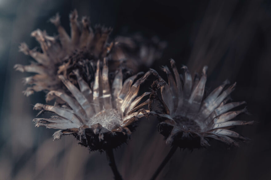 I Captured These 34 Macro Photos Of Flora And Fauna