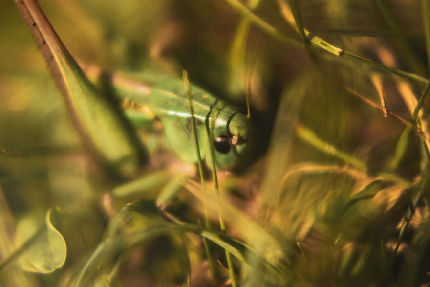 I Captured These 34 Macro Photos Of Flora And Fauna