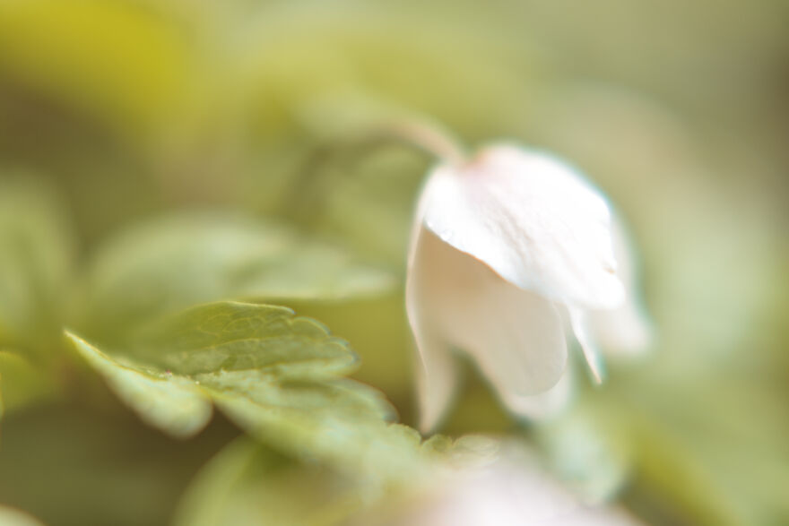 I Captured These 34 Macro Photos Of Flora And Fauna