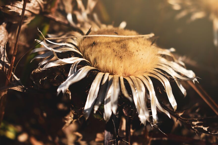 I Captured These 34 Macro Photos Of Flora And Fauna