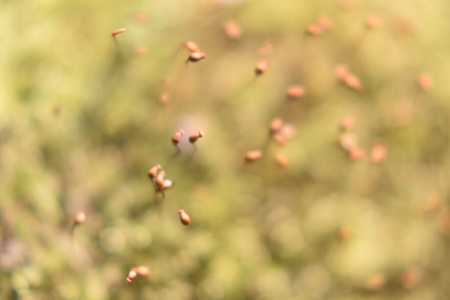 I Captured These 34 Macro Photos Of Flora And Fauna
