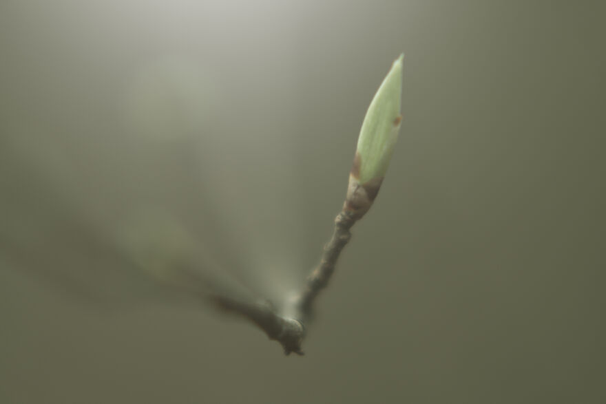 I Captured These 34 Macro Photos Of Flora And Fauna