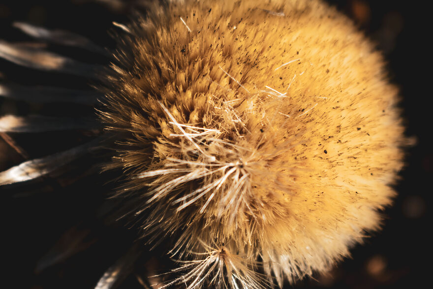 I Captured These 34 Macro Photos Of Flora And Fauna