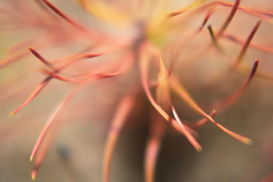 I Captured These 34 Macro Photos Of Flora And Fauna