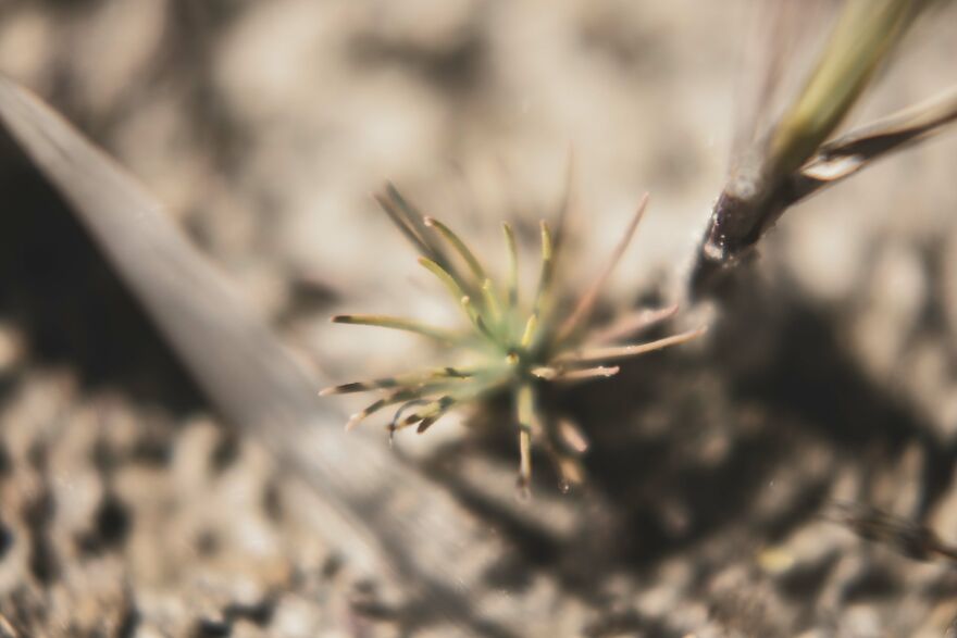 I Captured These 34 Macro Photos Of Flora And Fauna