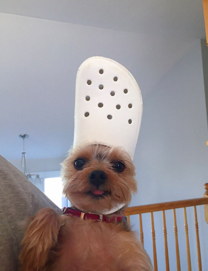 A Slipper On Your Pet’s Head Can Make Them Look Like The Pope, And Here Are 30 Pics To Prove It A Slipper On Your Pet’s Head Can Make Them Look Like The Pope, And Here Are 30 Pics To Prove It