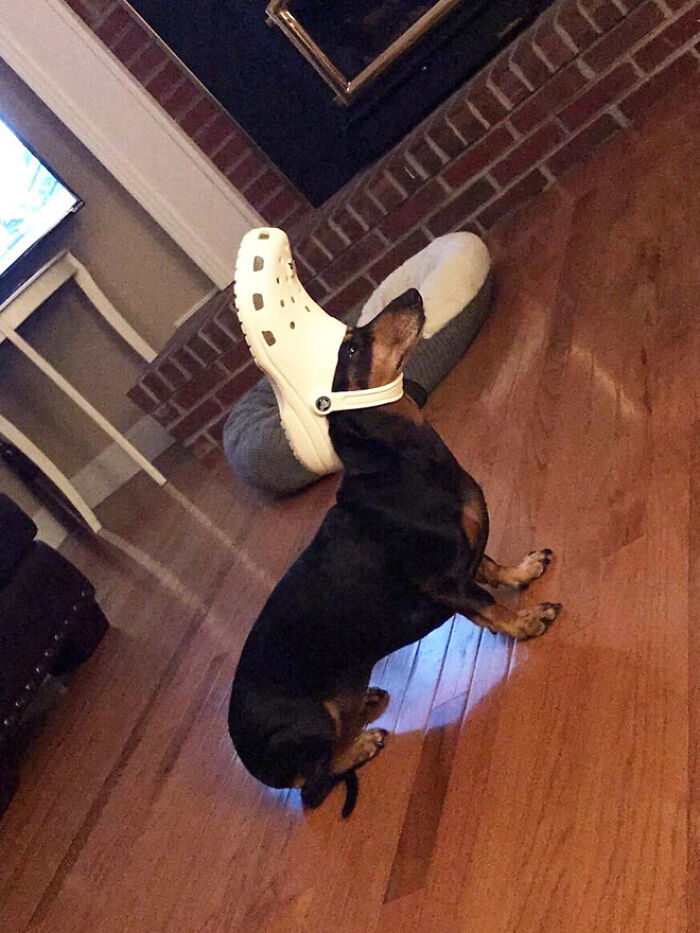 A Slipper On Your Pet’s Head Can Make Them Look Like The Pope, And Here Are 30 Pics To Prove It A Slipper On Your Pet’s Head Can Make Them Look Like The Pope, And Here Are 30 Pics To Prove It