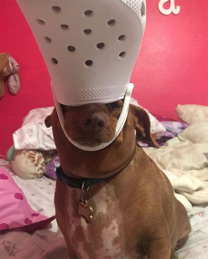 A Slipper On Your Pet’s Head Can Make Them Look Like The Pope, And Here Are 30 Pics To Prove It A Slipper On Your Pet’s Head Can Make Them Look Like The Pope, And Here Are 30 Pics To Prove It