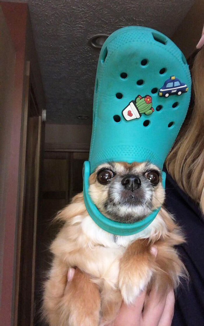 A Slipper On Your Pet’s Head Can Make Them Look Like The Pope, And Here Are 30 Pics To Prove It A Slipper On Your Pet’s Head Can Make Them Look Like The Pope, And Here Are 30 Pics To Prove It