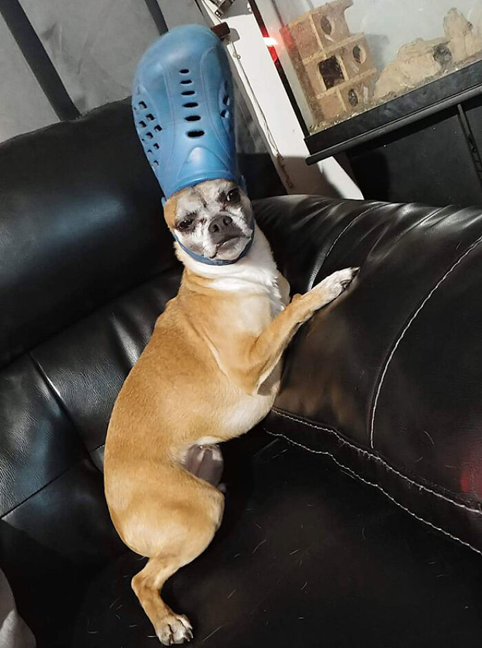 A Slipper On Your Pet’s Head Can Make Them Look Like The Pope, And Here Are 30 Pics To Prove It A Slipper On Your Pet’s Head Can Make Them Look Like The Pope, And Here Are 30 Pics To Prove It