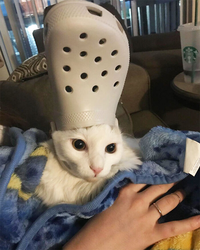 A Slipper On Your Pet’s Head Can Make Them Look Like The Pope, And Here Are 30 Pics To Prove It A Slipper On Your Pet’s Head Can Make Them Look Like The Pope, And Here Are 30 Pics To Prove It