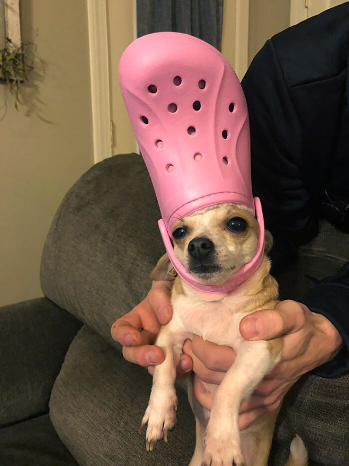 A Slipper On Your Pet’s Head Can Make Them Look Like The Pope, And Here Are 30 Pics To Prove It A Slipper On Your Pet’s Head Can Make Them Look Like The Pope, And Here Are 30 Pics To Prove It