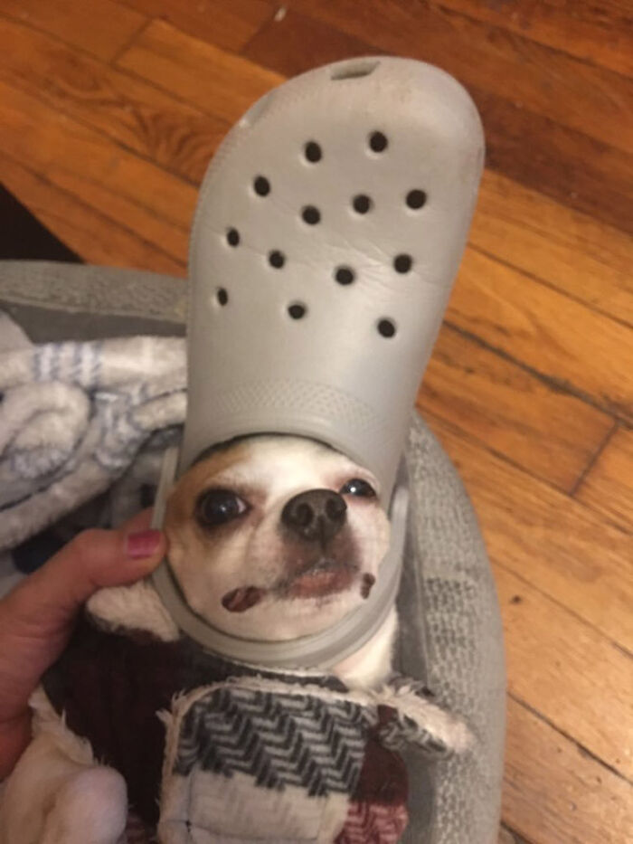 A Slipper On Your Pet’s Head Can Make Them Look Like The Pope, And Here Are 30 Pics To Prove It A Slipper On Your Pet’s Head Can Make Them Look Like The Pope, And Here Are 30 Pics To Prove It