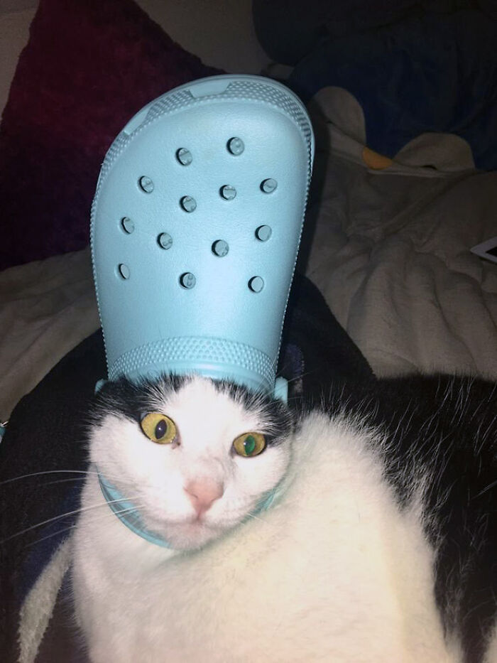 A Slipper On Your Pet’s Head Can Make Them Look Like The Pope, And Here Are 30 Pics To Prove It A Slipper On Your Pet’s Head Can Make Them Look Like The Pope, And Here Are 30 Pics To Prove It