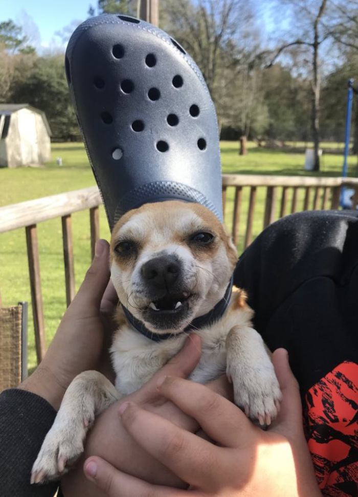 A Slipper On Your Pet’s Head Can Make Them Look Like The Pope, And Here Are 30 Pics To Prove It A Slipper On Your Pet’s Head Can Make Them Look Like The Pope, And Here Are 30 Pics To Prove It