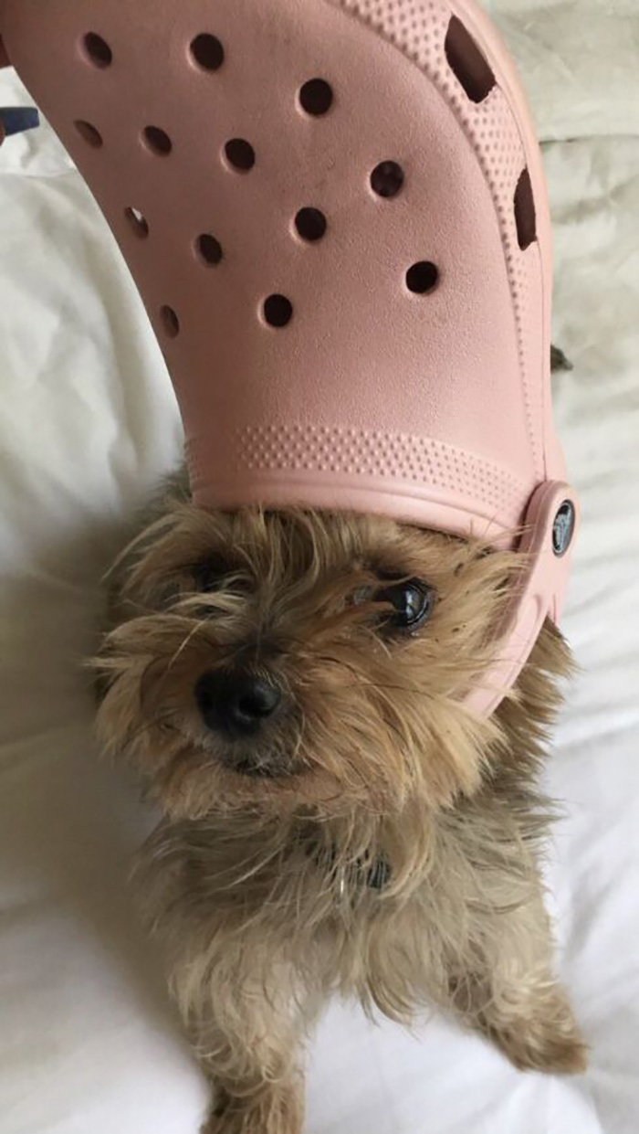 A Slipper On Your Pet’s Head Can Make Them Look Like The Pope, And Here Are 30 Pics To Prove It A Slipper On Your Pet’s Head Can Make Them Look Like The Pope, And Here Are 30 Pics To Prove It